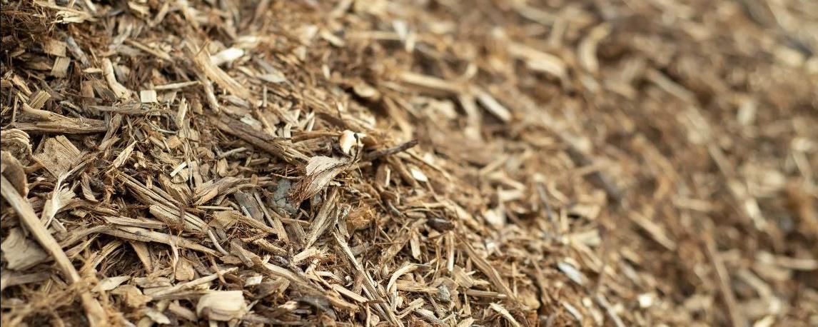 Sheet Mulch Close-Up